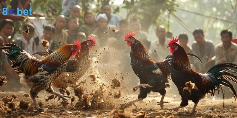 Gà 6 Cựa Thần Kê